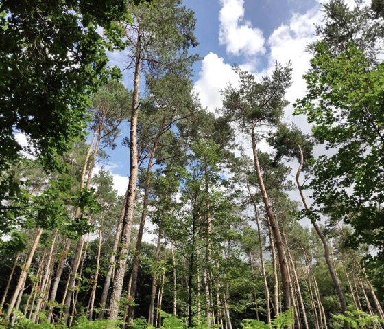 Wald von Schloss Burgau, © Sophia Eckerle | Kreis Düren