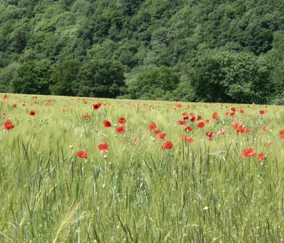 Fields around Abenden