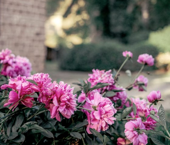 Peonies, © Ifeel Moments Fotografie, Tamara Großart