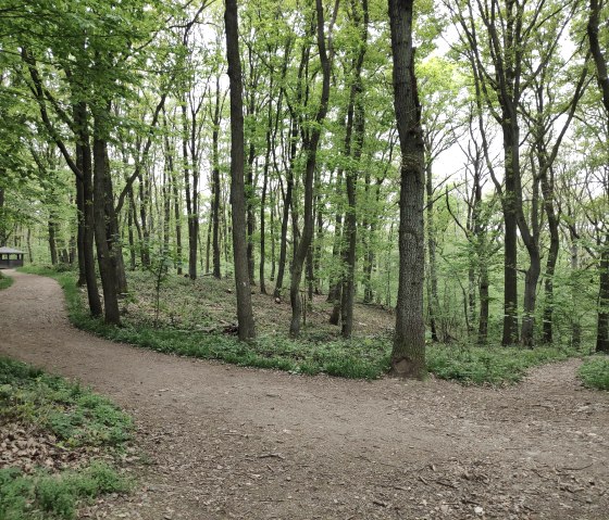 Wanderhütte im Burgauer Wald, © Sophia Eckerle | Kreis Düren