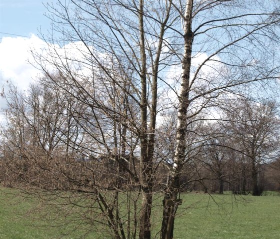 Narzissen bei Konzen, © seeblick-eifel.de