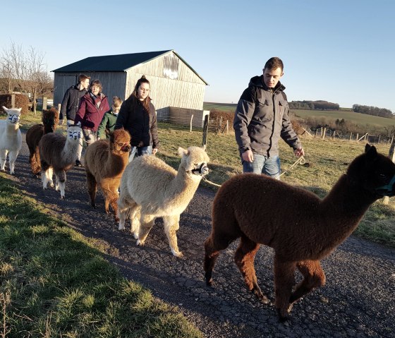 Wandelen met alpaca's, © Familie Kelleners