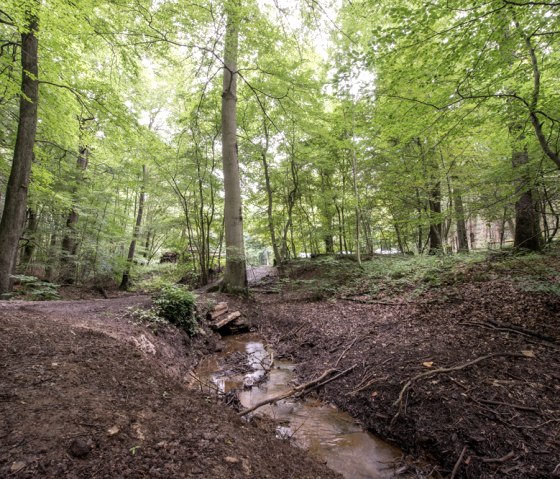 MTB-Tour Schlossrunde (Freifahrt Eifel Runde A), © some.oner