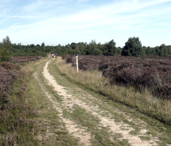 Bestes Wanderwetter in der Drover Heide, © Gemeinde Kreuzau