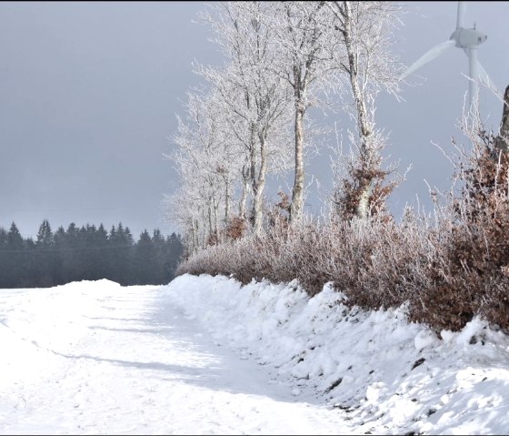 Snow-covered hiking trail