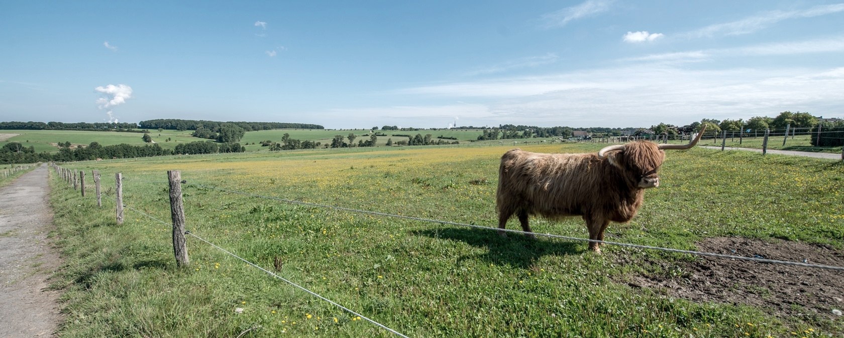 Schottisches Hochlandrind, © some.oner