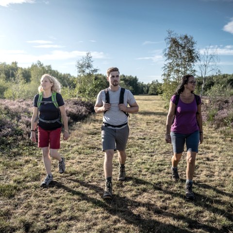 Ab Mitte August verwandelt sich die Drover Heide in ein lilafarbenes Blütenmeer., © Dennis Stratmann / Kreis Düren