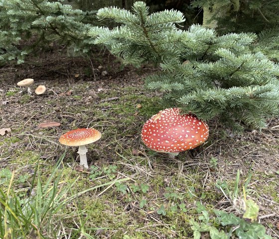 Découvrez la forêt !, © Anne Knein