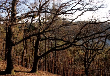 Durch den herbstlichen Wald