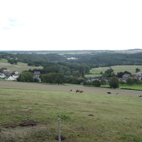 Vue sur l'Eifel "Schafsbenden, © Rureifel-Tourismus e.V.