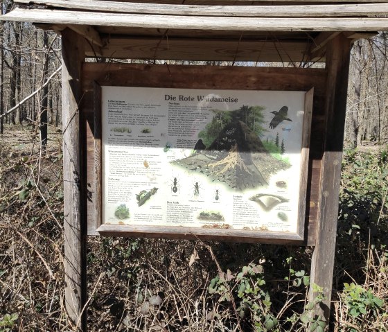 Infotafel Rote Waldameise in der Drover Heide., © Sophia Eckerle