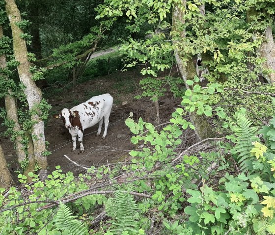 Kuh am Wegesrand