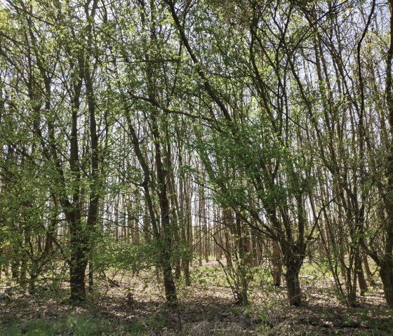 Lichter Wald in der Drover Heide., © Sophia Eckerle