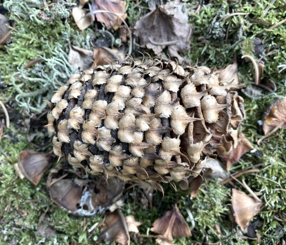 Ontdek dennenappels in het bos, © Anne Knein