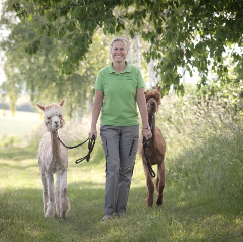 Alpakawanderung durch die Natur, © Anne Knein