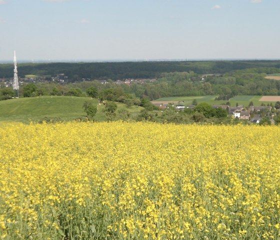 Rapsblüte auf dem Hemgenberg, © Rureifel-Tourismus e.V.