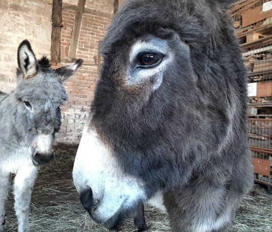 Ezeltijd met de Kermeter Alpaca's, © Familie Kellerners