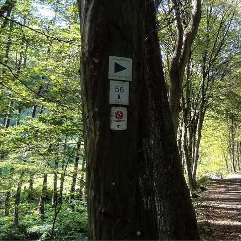 Wegstück mit Wald und Beschilderung, © Der Eifelyeti.de