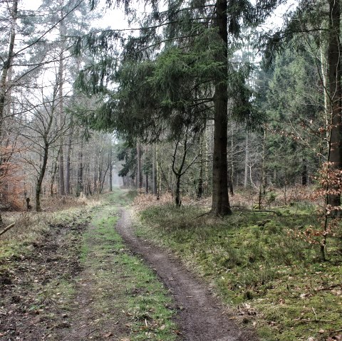 Durch die Wälder