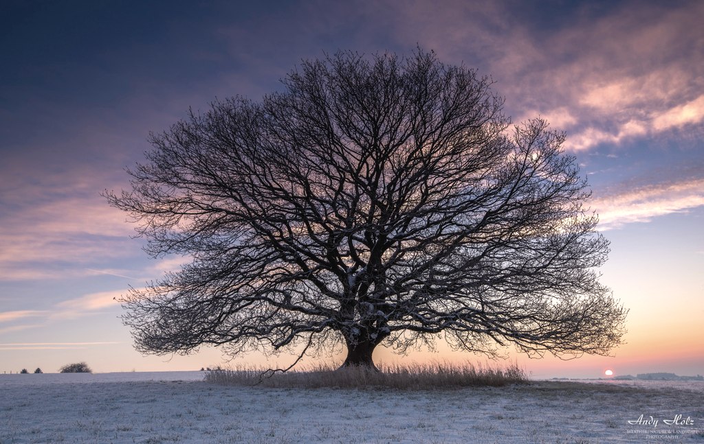 Sonnenaufgang im Winter bei der Eiche in Hürtgenwald-Brandenberg, © Andy Holz | Kreis Düren