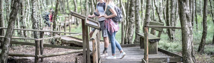 Der 4,5 Kilometer lange Bodenlehrpfad Todtenbruch in Hürtgenwald-Raffelsbrand führt auf circa 700 Metern über Holzbohlen durch ein einzigartiges Hochmoor., © Dennis Stratmann / Kreis Düren