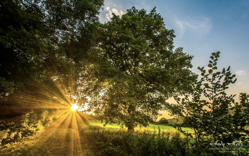 Kulisse Baum mit Sonnenuntergang