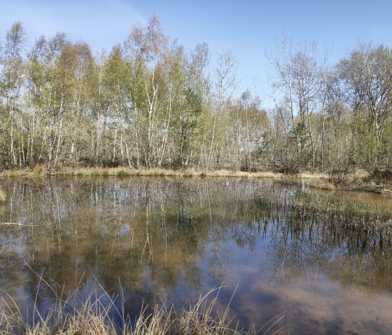 Großer Tümpel in der Drover Heide., © Sophia Eckerle