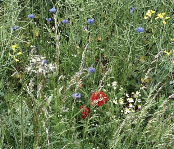 Chez nous, il y a encore des bleuets et des coquelicots.