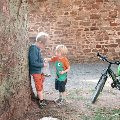 Kastanien sammeln auf Burg Nideggen, © Paul Meixner | www.die-wasserburgen-route.de