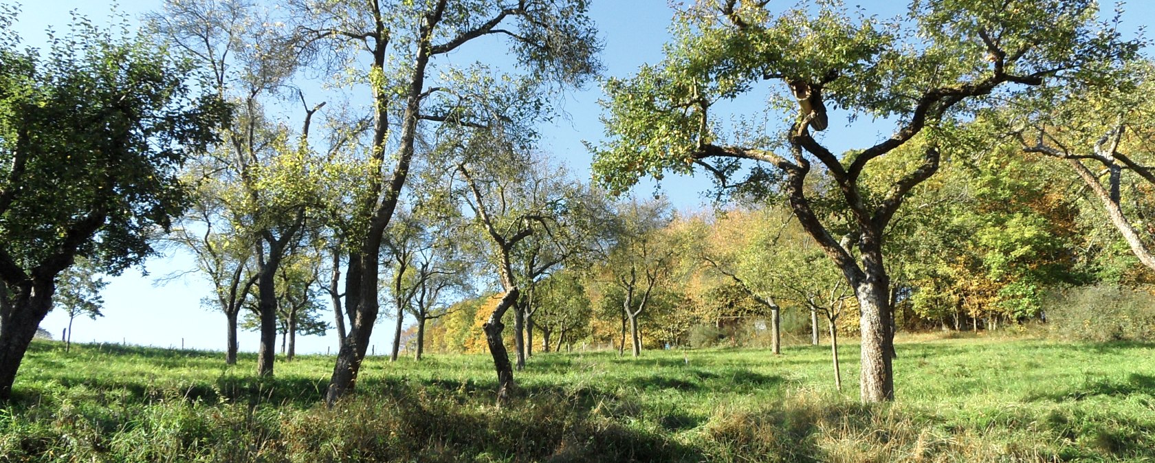 Über Felder und Wiesen, © Eifel-Yeti