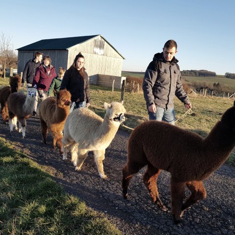 Auf Wanderung mit Alpakas, © Familie Kelleners