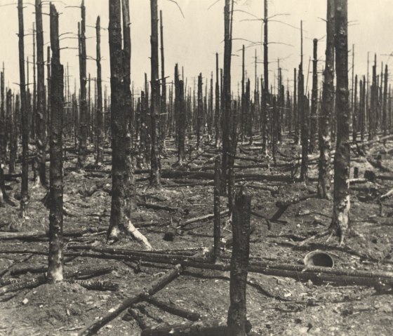 der vom Krieg zerstörte Hürtgenwald