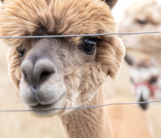 Alpaka, © Eifel Tourismus GmbH, AR - shapefruit AG