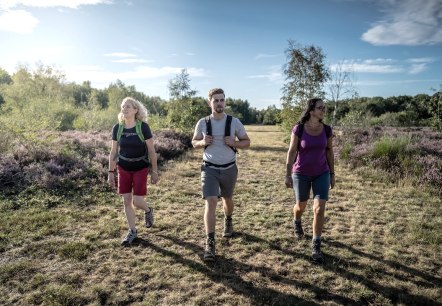 Ab Mitte August verwandelt sich die Drover Heide in ein lilafarbenes Blütenmeer., © Dennis Stratmann / Kreis Düren