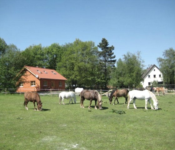 Unsere Pferde