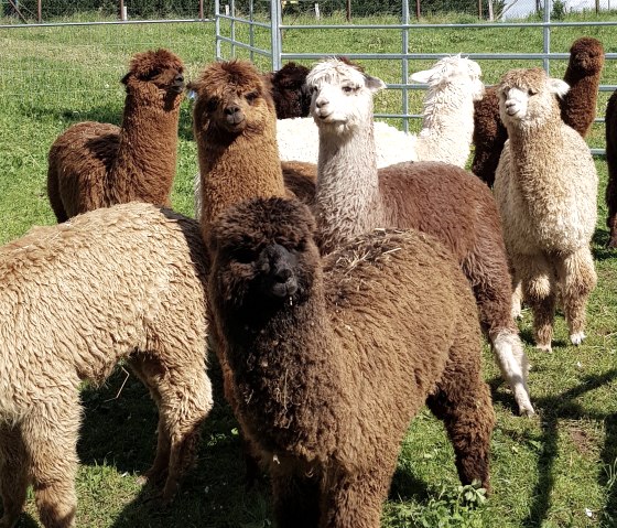 Groep alpaca's, © Familie Kelleners