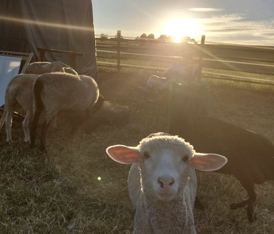 Moutons à la rouge 16, © Die-Rote-16