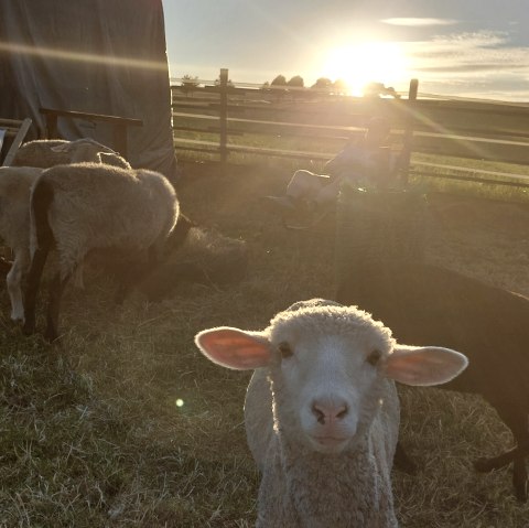 Moutons à la rouge 16, © Die-Rote-16