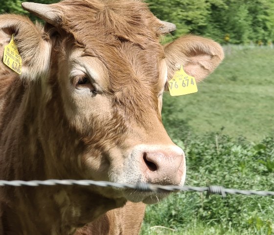Kühe auf der Weide, © Rureifel-Tourismus e.V.