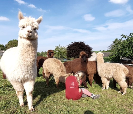 Alpaca voeren, © Familie Kelleners